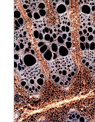 Microscopic Image of the plant Aristolochia sipho (Dutchmans pipe). Individual cells are visible well. Image shows the cross section of the stem.
